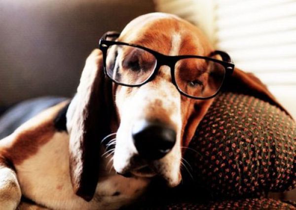 SetWidth600-beagle-glasses